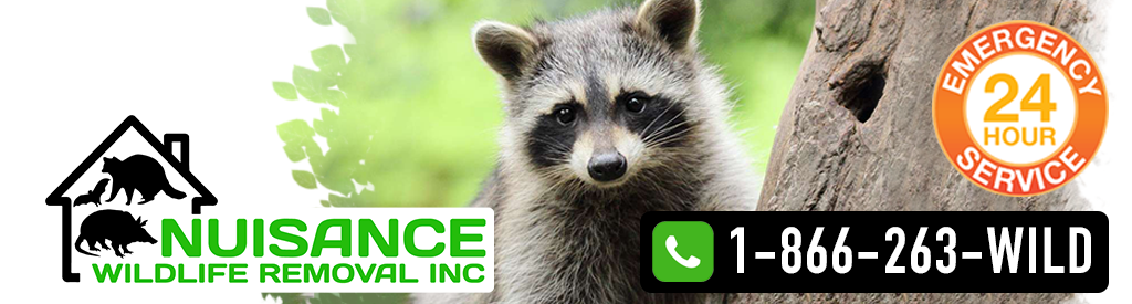 wildlifetrapperHEADER